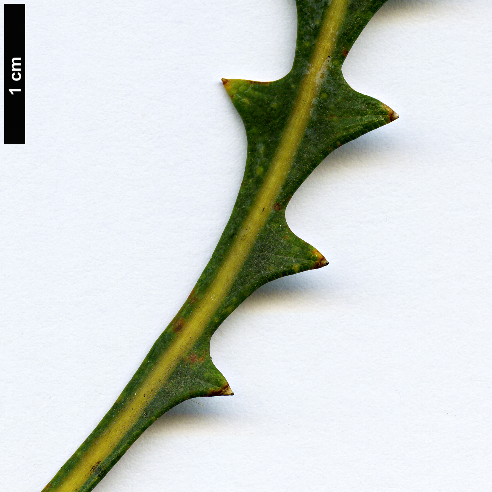High resolution image: Family: Proteaceae - Genus: Dryandra - Taxon: idiogenes